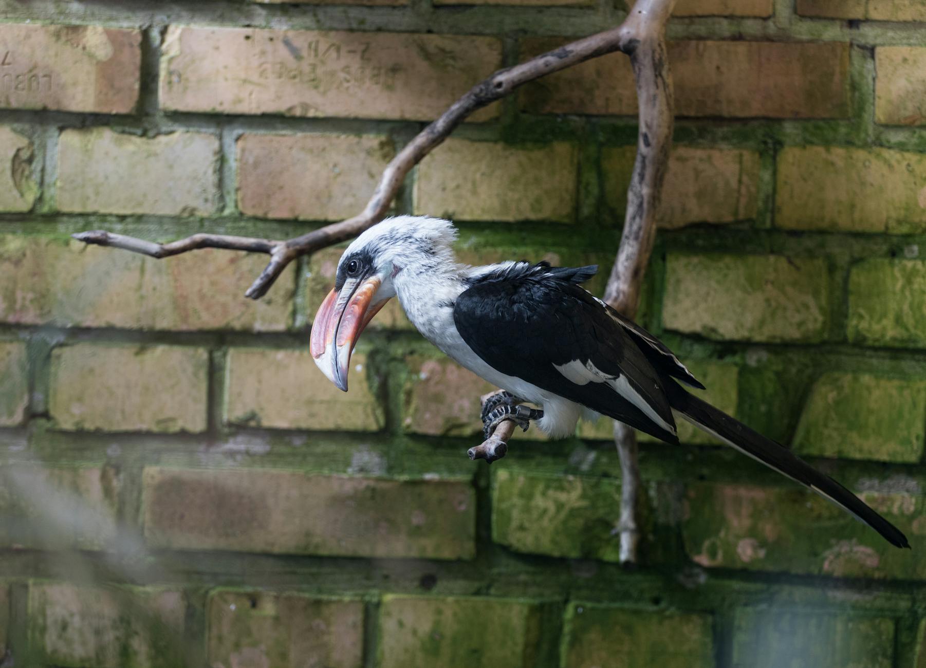 Kollagenmatrix & Bindegewebe